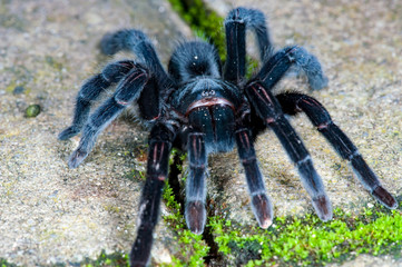 Selenocosmia javanensis tarantula spider on the ground