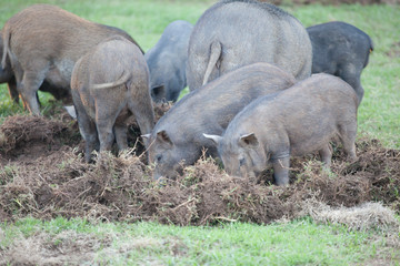 Boar digging soil to eat grass root