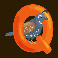 letter Q with animal quail for kids abc education in preschool.