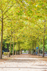 Naklejka premium Walkway along yellow autumn trees background, The Netherlands