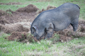 Boar digging soil to eat grass root