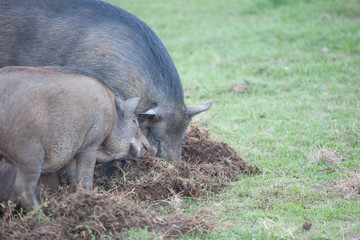 Boar digging soil to eat grass root