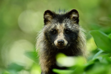 Raccoon dog portrait. Wild animal. Forest wildlife.