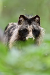 Raccoon dog portrait in forest