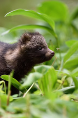 Raccoon dog pup in forest. Baby raccoon dog. Baby animal.