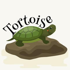 tortoise pet for home, reptile animal vector illustration