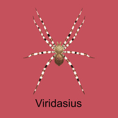 Spiders Viridasius cartoon set, dangerous insects collection