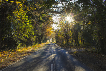 View of an empty country lane on an autumn morning with sun flare peeking through the trees