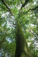 Fototapeta premium Rainforest travel at Kew-Mae-Pan, Thailand