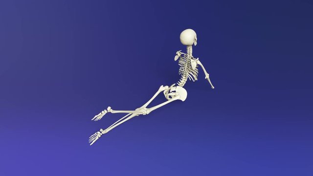 Yoga Cobra Pose Of Human Skeletal