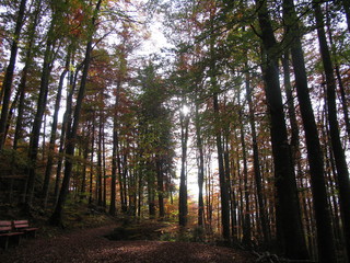 Herbstwald