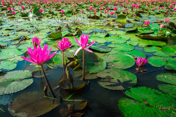 close up beautiful pink flower with flare light tone.Fresh lotus flower and lotus flower plants...