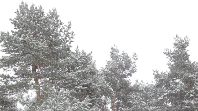 The tops of the pine trees in the forest covered with snow against the gray sky