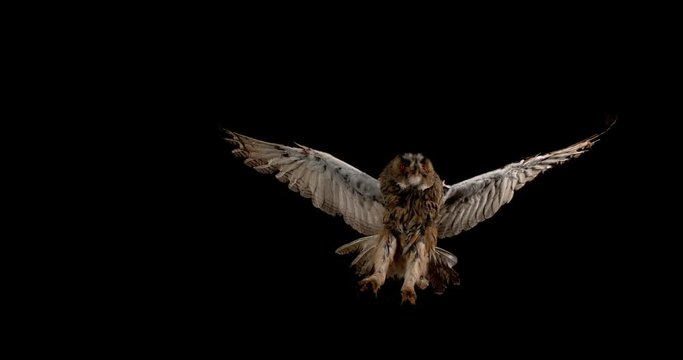 Long Eared Owl, asio otus, Adult in Flight, Normandy in France, Slow Motion 4K