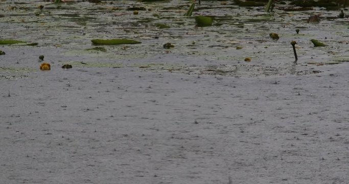 Rain on Pond, Normandy in France, Real Time 4K