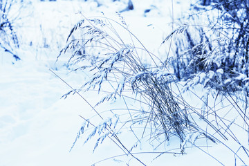 Grass in snowy forest