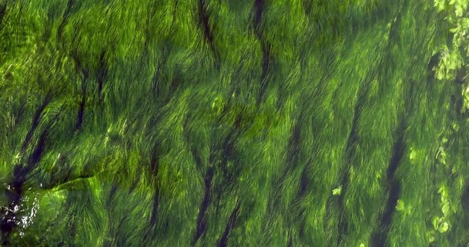 River with Aquatic Plants, Normandy, Real Time 4K