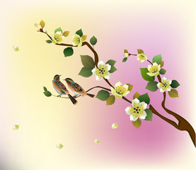 sakura.Evening in the garden blooming cherry and birds sing