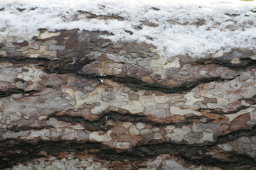 Strukturen, Baumstamm, Schnee
