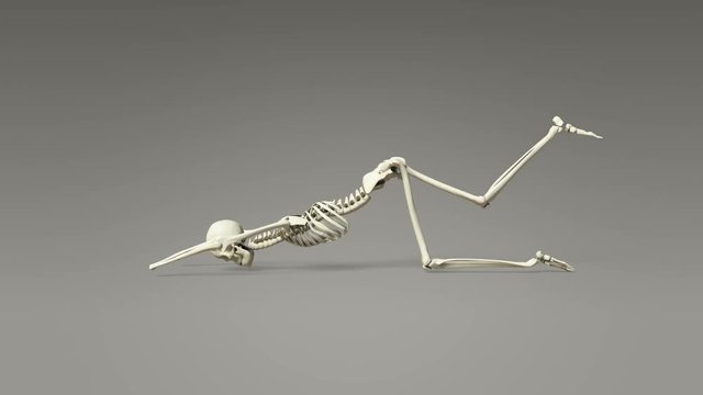 Extended Puppy Pose Of Human Skeletal
