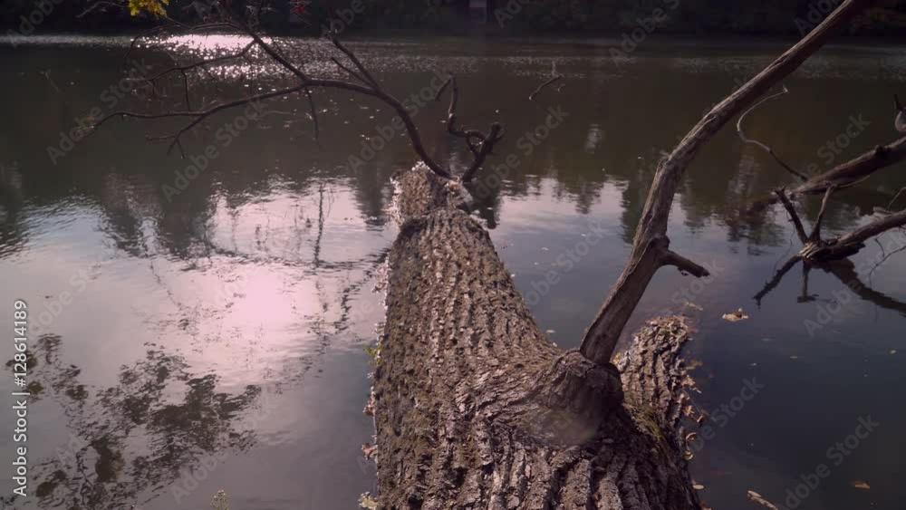 Poster broken tree lying in water. Beautiful nature in forest. Autumn landscape calm background with different trees and lak