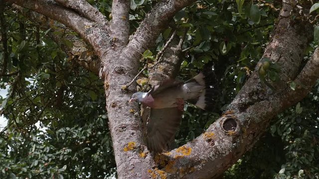 Wood Pigeon, columba palumbus, Adult in Flight, Taking off from Branch, Normandy, slow motion