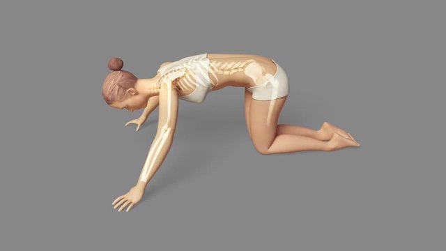 Yoga Cat Pose Of A Female With Visible Skeleton + Alpha