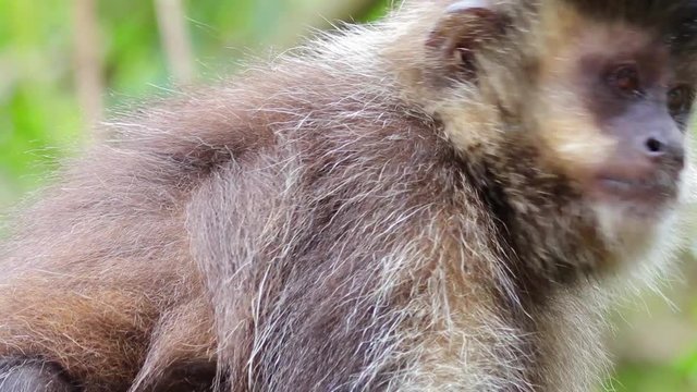 Macaco-prego.