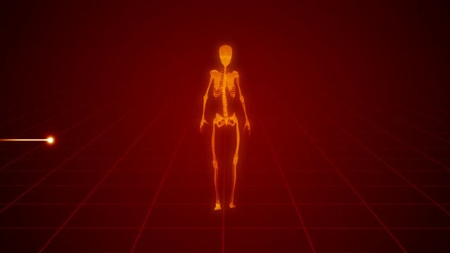 Walking skeleton with heart echo