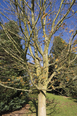 Fototapeta premium grounds of batsford stately home and arboretum cotswolds england