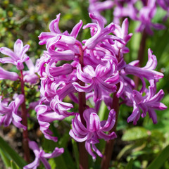 Flowers spring hyacinths in the garden