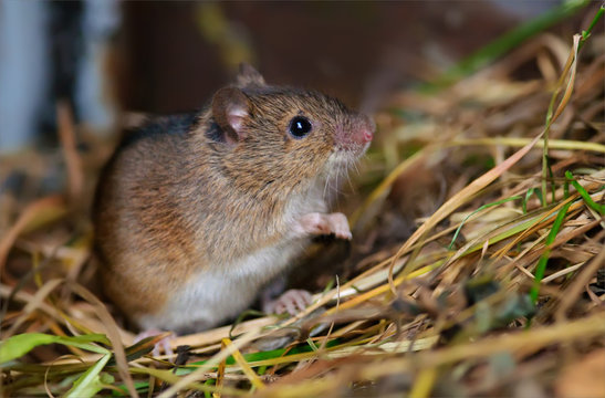 Striped field mouse posing in hay