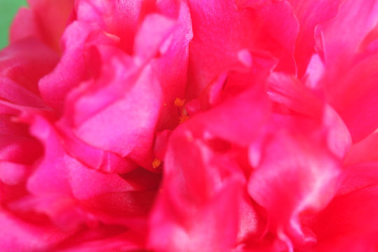 close up of common purslane flower