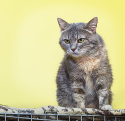 Young cat sitting on the cage at the shelter. Focus concept.