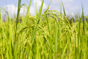 rice field