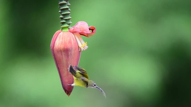 Little bird on banana flower.Little spiderhunter( Arachnothera longirostra )is drinking nectar from Banana flower( Musa sapient linn )
