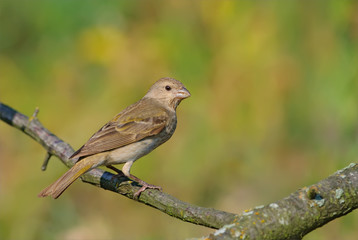 Common rosefinch perched in the morning