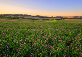 The Czech countryside. Clover field at sunset.
