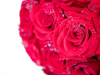 Closeup red rose with water dew drops 3
