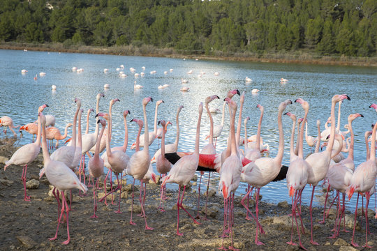 Flamencos en safari