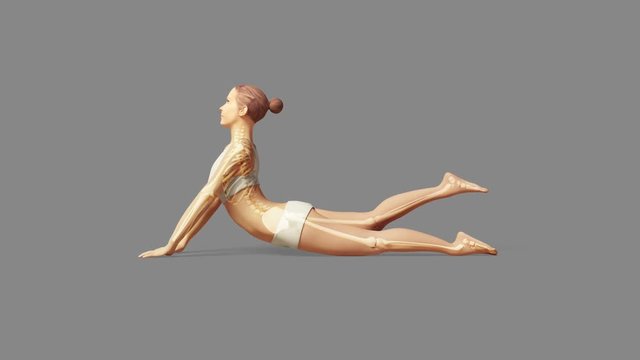 Cobra Pose Of Stretching Female With Visible Skeleton + Alpha