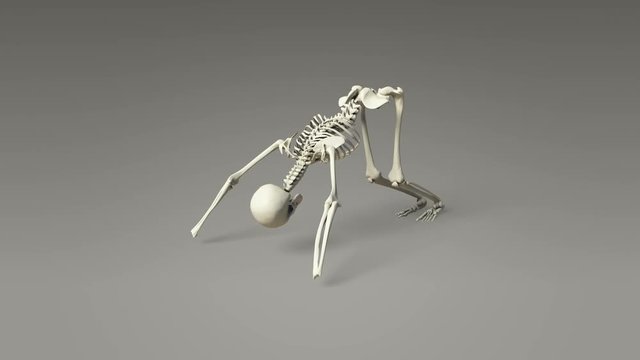Downward Facing Dog Pose Of Human Skeletal