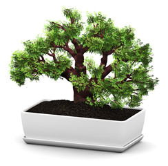 Bonsai Baobab green tree in flower pot