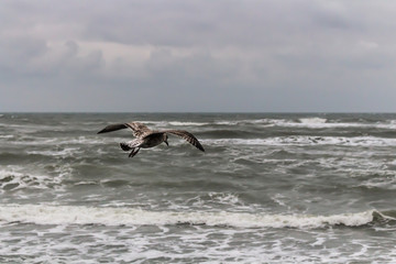 Fototapeta premium Flyig Sea Gull over the windy Sea