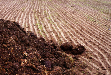 Heap of manure on the plowed field in autumn day. Preparation of the earth for winter