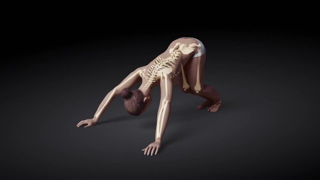 Downward Facing Dog Pose Of Stretching Young Female With Visible Skeleton