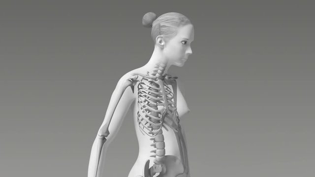 Anatomy Of A Young Female Body With Visible Skeleton