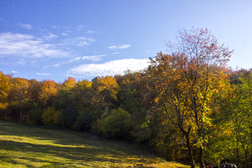 Naklejka premium forest autumn landscape