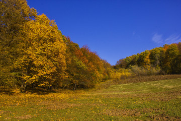 forest autumn landscape