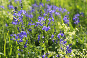 Beautiful wildflowers